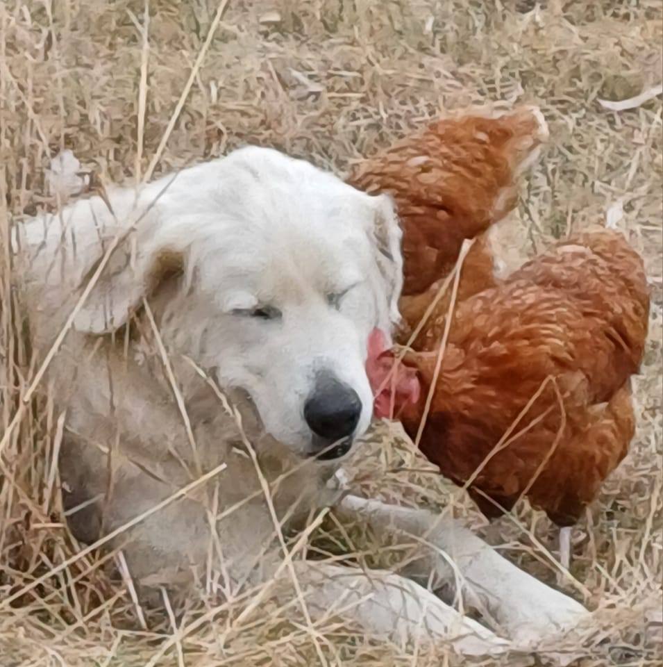 Mountain View Free Range Eggs
