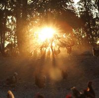 Golden Yolk Free Range Eggs	