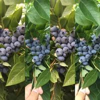 Mirboo North Blueberries