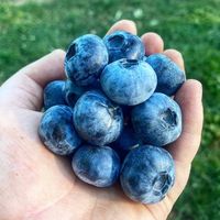 Whitlands Blueberries	